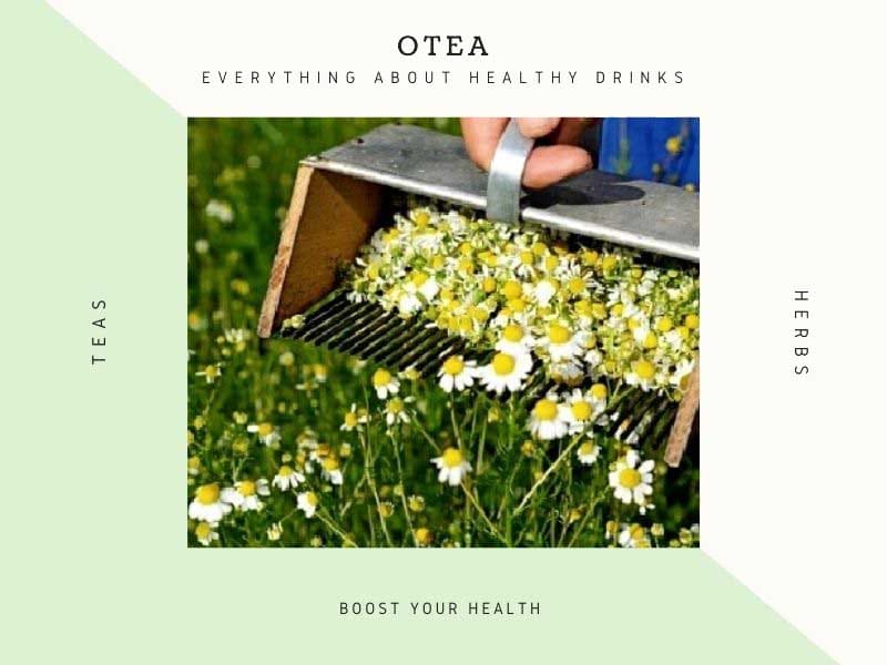 Tea for High Temperature, Cold and Running Nose - Home Remedy 1 Tea against high temperature chamomile 1