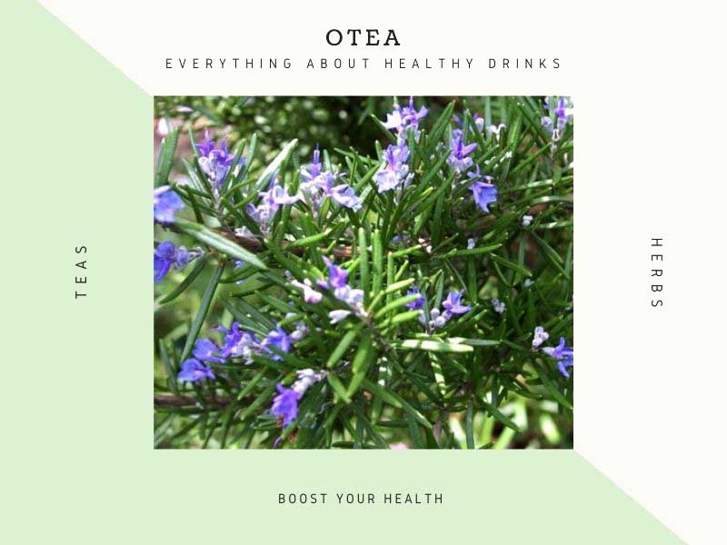 Tea for joint pain rosemary 1