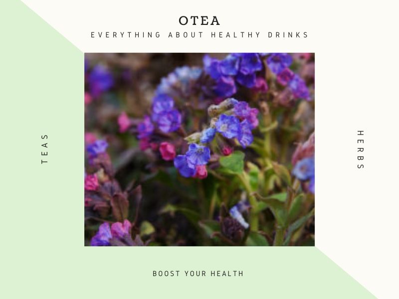 best herbs to cleanse the lungs lungwort 1