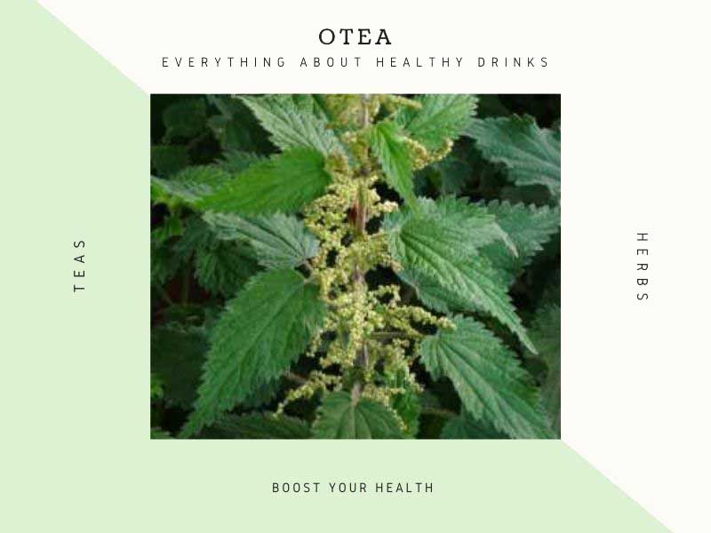 best tea for kidney cleansing nettle 1