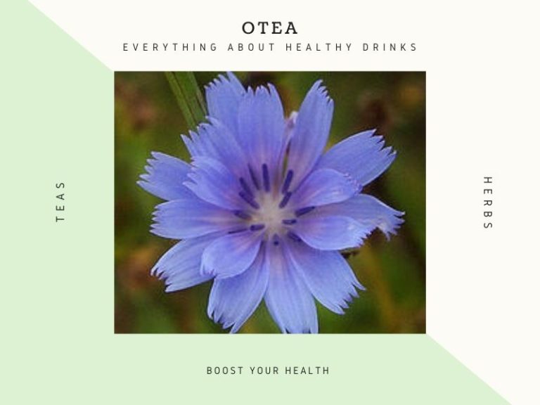 Chicory against Obesity Chicory against Obesity