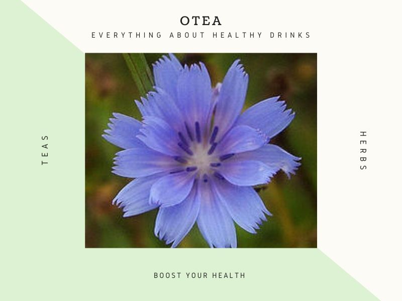 chicory flower against obesity 1