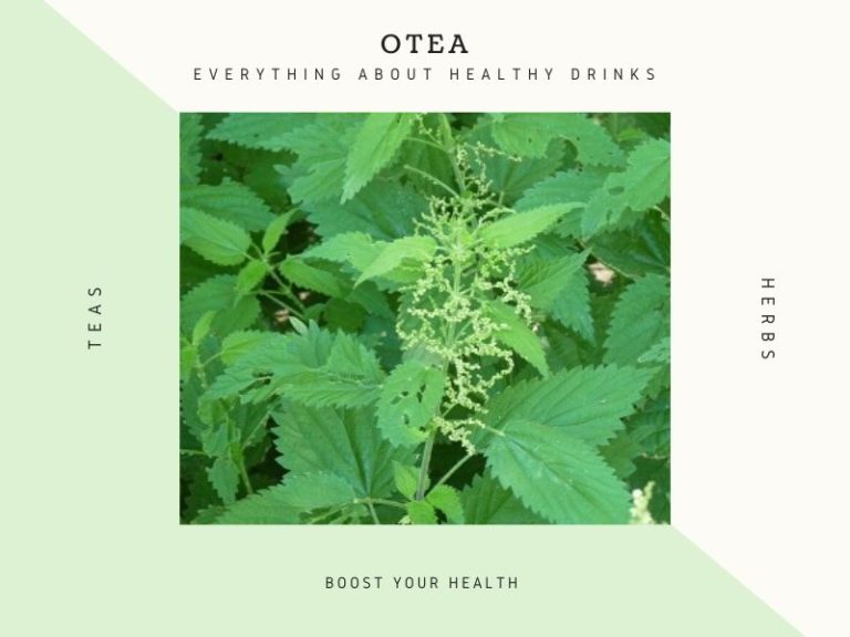 Herbs for Weight Loss and Loss of Appetite