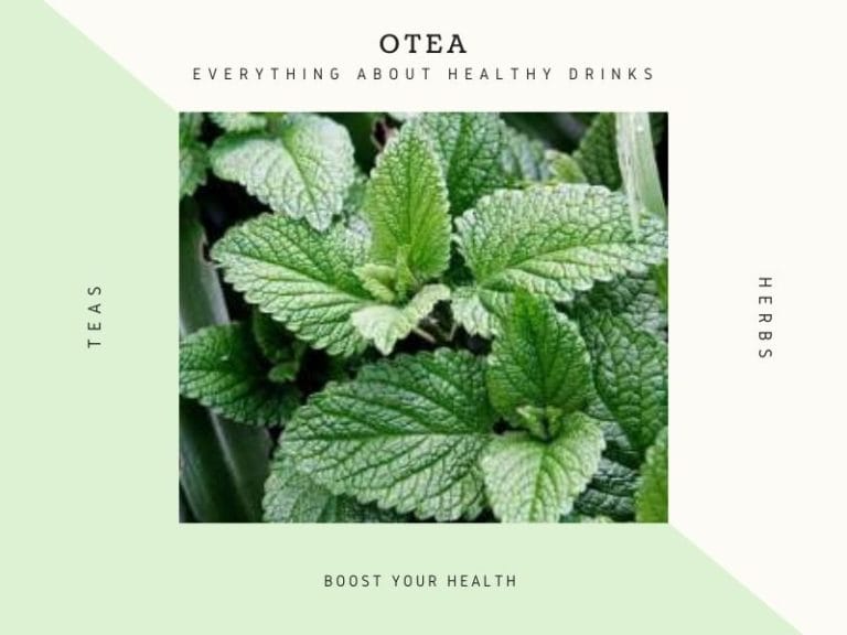 How to Lose Weight by Eating Mint How to Lose Weight by Eating Mint