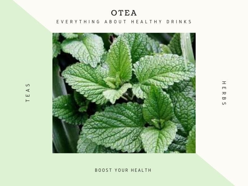 how to lose weight by eating mint 1