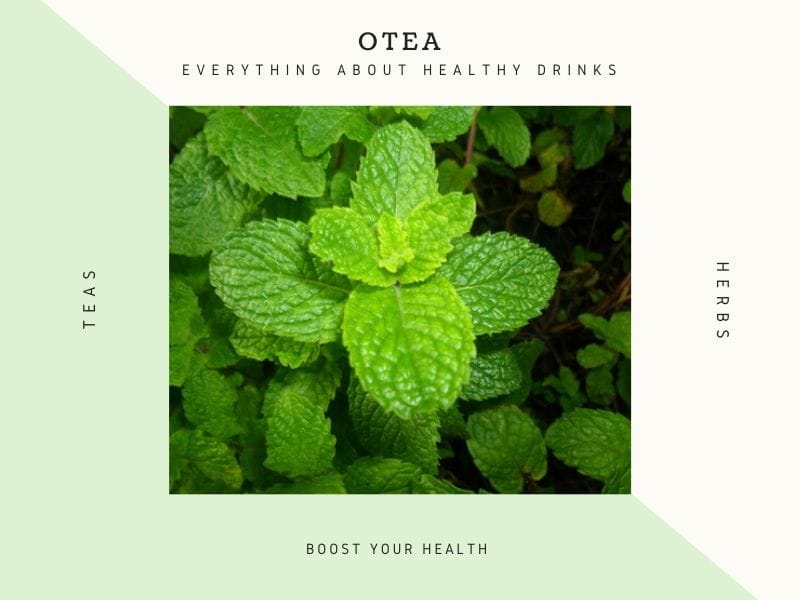 Mint tea for the immunity boosting