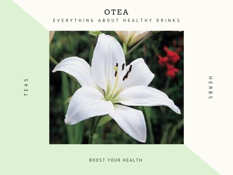 tea for cleansing the lungs and bronchial tubes lily 1